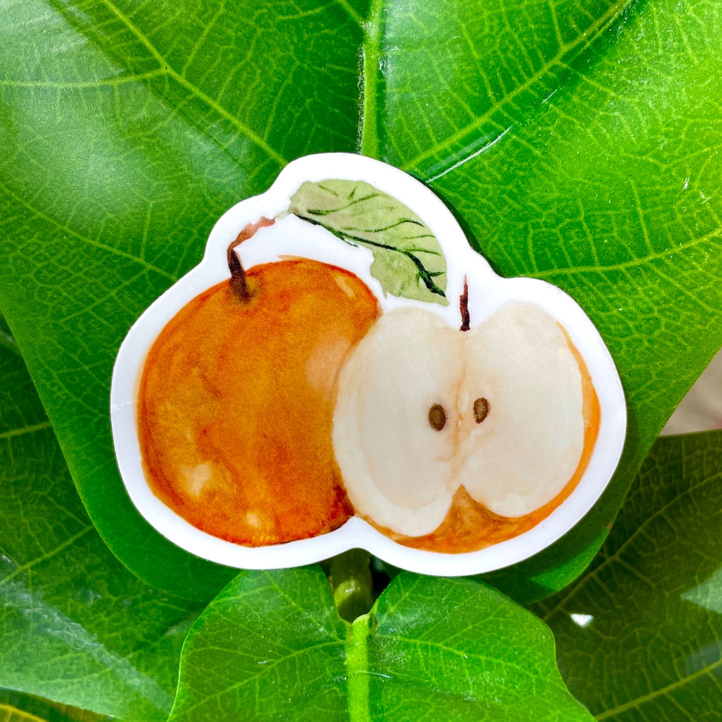 A sticker depicting a watercolor illustration of an Asian pear.