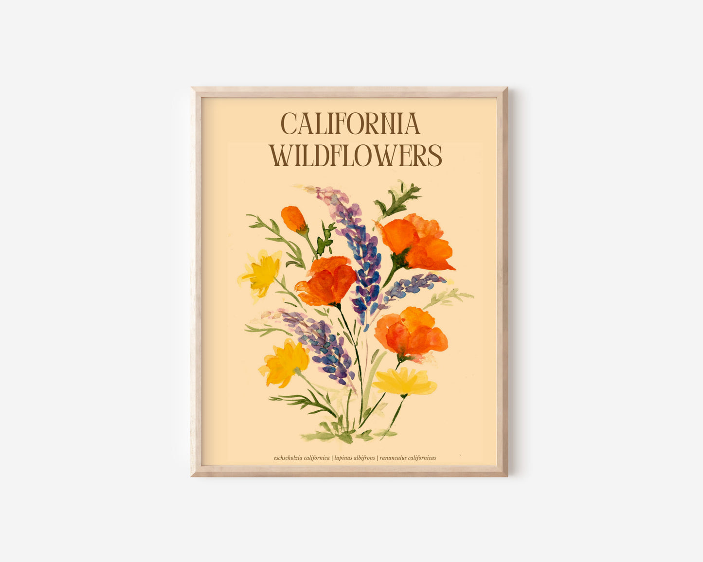 An art print of California poppies, California buttercups, and silver lupine. Text above the flowers reads, "California Wildflowers" and smaller letters below the flowers lists their scientific names: Eschscholzia Californica, Lupinus Albifrons, and Ranunculus Californicus.