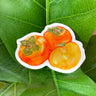 A sticker of three rich, orange watercolor persimmons. One persimmon is cut open to display the soft yellow-orange inside.